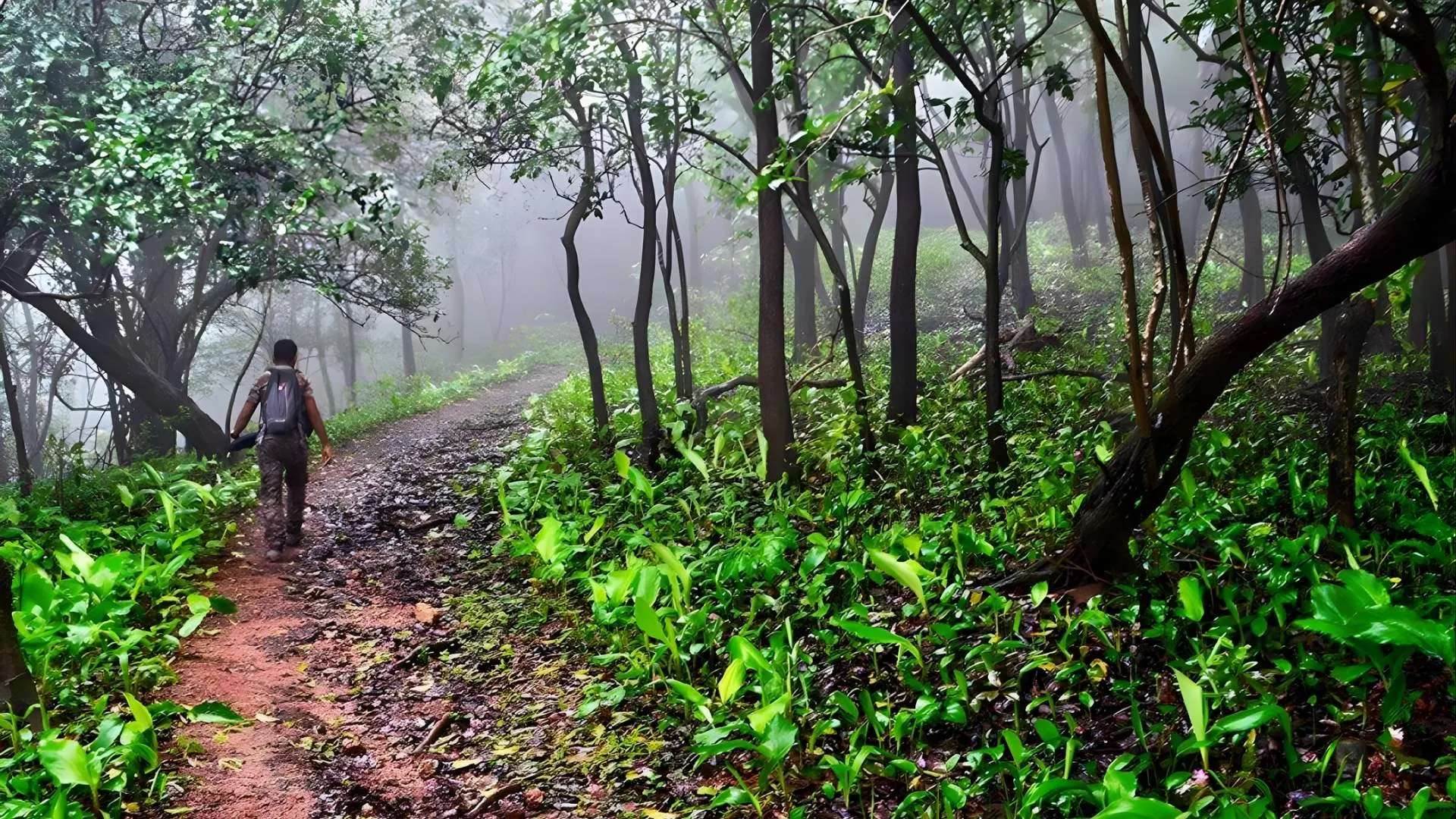 Turahalli Forest